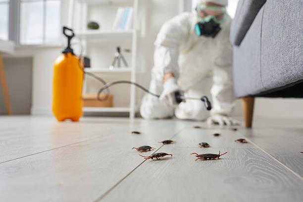 Commercial Kitchen Cockroach Control in Raynham Center